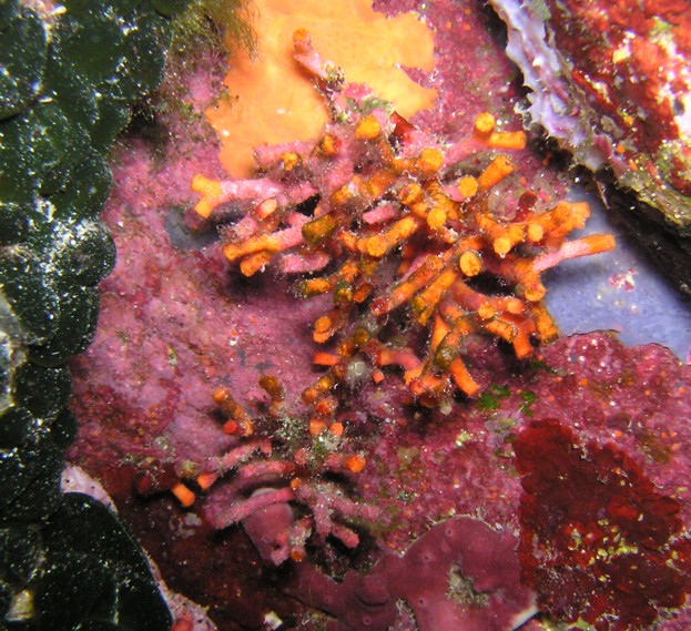 Myriapora truncata